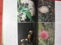 沖縄の山野の花    　　  多和田 　真淳　 ・　 高良　 拓夫　  著  　　    風土記社 　 発行 　　　　         【沖縄・琉球・自然・植物】