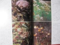 沖縄の山野の花    　　  多和田 　真淳　 ・　 高良　 拓夫　  著  　　    風土記社 　 発行 　　　　         【沖縄・琉球・自然・植物】