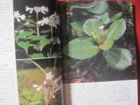 沖縄の山野の花    　　  多和田 　真淳　 ・　 高良　 拓夫　  著  　　    風土記社 　 発行 　　　　         【沖縄・琉球・自然・植物】