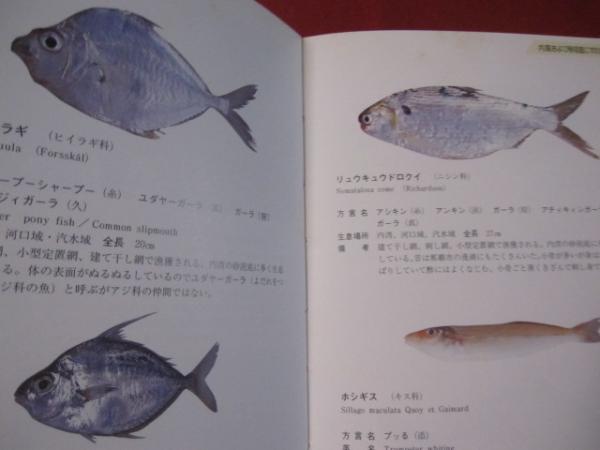 方言でしらべる沖縄の魚図鑑 沖縄 琉球 自然 生物 著者 横井 謙典 文華堂書店 古本 中古本 古書籍の通販は 日本の古本屋 日本の古本屋