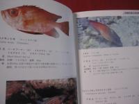方言でしらべる　　沖縄の魚図鑑　　　　　　　 【沖縄・琉球・自然・海洋生物】