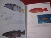 方言でしらべる　　沖縄の魚図鑑　　　　　　　 【沖縄・琉球・自然・海洋生物】