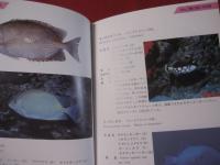 方言でしらべる　　沖縄の魚図鑑　　　　　　　 【沖縄・琉球・自然・海洋生物】