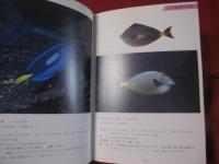 方言でしらべる　　沖縄の魚図鑑　　　　　　　 【沖縄・琉球・自然・海洋生物】