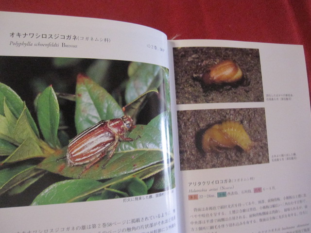 沖縄昆虫野外観察図鑑 第6巻 増補 甲虫目 コウチュウ目 沖縄 琉球 自然 生物 昆虫 編著者 東 清二 古本 中古本 古書籍の通販は 日本の古本屋 日本の古本屋 沖縄昆虫野外観察図鑑 第6巻 増補 甲虫目 コウチュウ目 沖縄 琉球 自然 生物 昆虫 編著者 東 清二 古本 中古本 古書籍の通販は 日本の古本屋 日本の古本屋