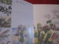 おきなわの木と草花 【沖縄・琉球・自然・植物】