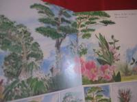 おきなわの木と草花 【沖縄・琉球・自然・植物】