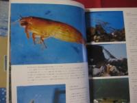 ☆沖縄の貝・カニ・エビ        　  　　 【沖縄・琉球・自然・生物・動物・図鑑】