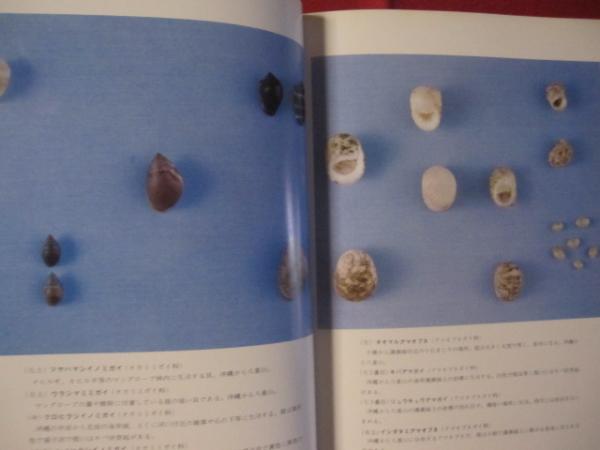 沖縄の海の貝・陸の貝 : 生態/検索図鑑(久保弘文・黒住耐二 著