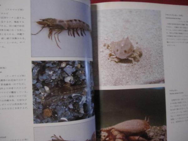 ☆沖縄の貝・カニ・エビ 【沖縄・琉球・自然・生物・動物・図鑑