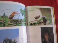 写真集 　　　沖縄の野鳥     　　　　  【沖縄・琉球・自然・生物・動物・鳥類】　
