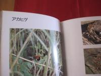 写真集 　　　沖縄の野鳥     　　　　  【沖縄・琉球・自然・生物・動物・鳥類】　