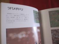 写真集 　　　沖縄の野鳥     　　　　  【沖縄・琉球・自然・生物・動物・鳥類】　