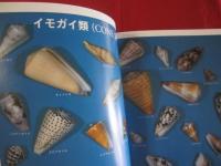 沖縄の自然  　　　貝の世界 　　　　　カラー百科シリーズ　　１０    　　　　　【沖縄・琉球・自然・海洋生物・軟体動物・図鑑】