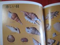 沖縄の自然  　　　貝の世界 　　　　　カラー百科シリーズ　　１０    　　　　　【沖縄・琉球・自然・海洋生物・軟体動物・図鑑】