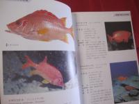 ☆方言でしらべる 　  沖縄の魚図鑑 　　　　    【沖縄・琉球・自然・海洋生物】