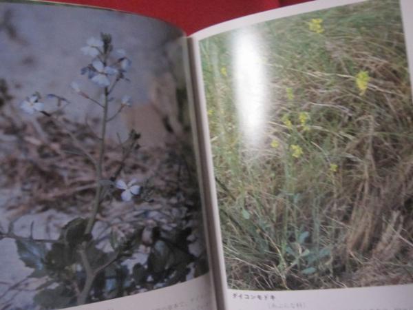 沖縄植物野外活用図鑑 第3巻 帰化植物 沖縄 琉球 自然 植物 野草 著者 池原 直樹 文華堂書店 古本 中古本 古書籍の通販は 日本の古本屋 日本の古本屋 沖縄植物野外活用図鑑 第3巻 帰化植物 沖縄 琉球 自然 植物 野草 著者 池原 直樹 文華堂書店 古本 中古本 古書籍の通販は 日本の古本屋 日本の古本屋