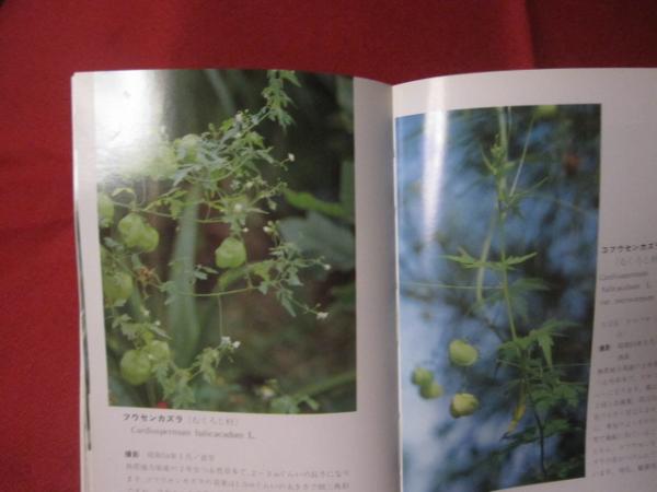 沖縄植物野外活用図鑑 第3巻 帰化植物 沖縄 琉球 自然 植物 野草 著者 池原 直樹 文華堂書店 古本 中古本 古書籍の通販は 日本の古本屋 日本の古本屋 沖縄植物野外活用図鑑 第3巻 帰化植物 沖縄 琉球 自然 植物 野草 著者 池原 直樹 文華堂書店 古本 中古本 古書籍の通販は 日本の古本屋 日本の古本屋