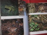 日本絶滅危機動物図鑑　　　　 レッドデータアニマルズ　　　　　 【自然・生物・動物・環境】