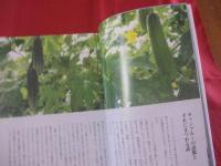 チャンプルーとウチナーごはん 　　 友利知子 ＋ 沖縄の食を考える会 　著  　　沖縄タイムス社　 発行　　　　　　 【沖縄・琉球・料理・レシピ・食文化】