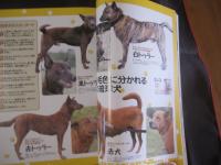 うるま 　　  　特集：太陽の花　　    　沖縄の元気を伝える亜熱帯マガジン。   　　　◎２００３年２月号・No.５９   　　　　　　【沖縄・琉球・歴史・文化】・自然