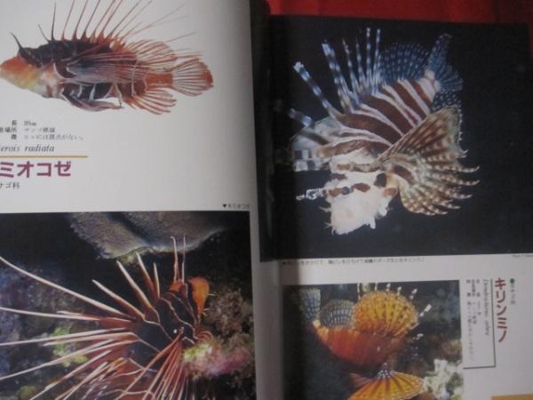 沖縄 海の危険な生物たち 磯遊びとダイバーのためのガイドブック 沖縄 琉球 自然 動物 著者 吉野哲夫 悦 秀満 文華堂書店 古本 中古 本 古書籍の通販は 日本の古本屋 日本の古本屋