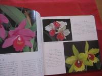 やさしい沖縄の洋ランづくり        白井 祥平  著              【沖縄・琉球・自然・花・ガーデニング・観葉植物・カトレア】