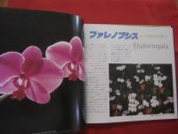 やさしい沖縄の洋ランづくり        白井 祥平  著              【沖縄・琉球・自然・花・ガーデニング・観葉植物・カトレア】