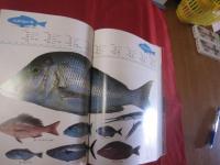 沖縄の釣りと海洋レジャー　　　　    【沖縄・琉球・趣味・文化・フィッシング・アウトドア】