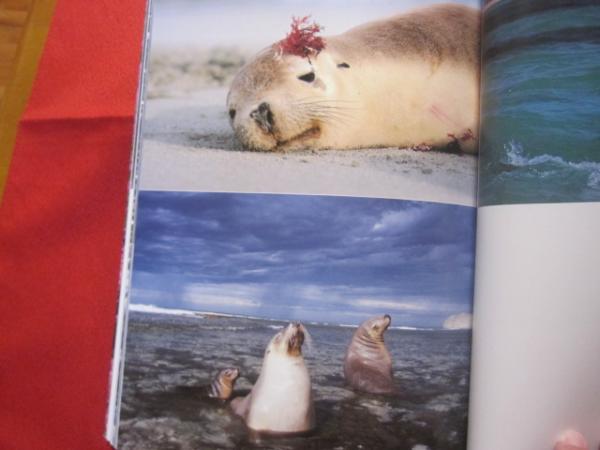 岩合光昭の大自然１００ ｔｈｅ ｂｅｓｔ ｓｅｌｅｃｔｉｏｎ ｏｆ ｍｉｔｓｕａｋｉ ｉｗａｇｏ 写真集 野生動物 生物 著者 岩合 光昭 文華堂書店 古本 中古本 古書籍の通販は 日本の古本屋 日本の古本屋