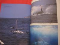 うるま　　　　☆特集：クジラを見に行く。　 　  ☆沖縄の元気を伝える亜熱帯マガジン。　　　　◎２０００年３月号・No.２４　　　　　　　【沖縄・琉球・歴史・文化・自然・離島】