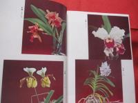 ☆亜熱帯気候と土質に適した 　  沖縄の花卉・園芸 　　　    【沖縄・琉球・農業・植物】