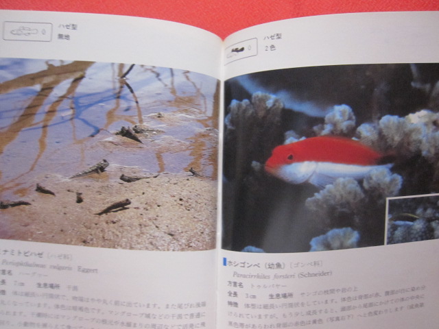 沖縄海中生物図鑑 第2巻 ◇魚 【沖縄・琉球・自然・海洋生物】(◎監修