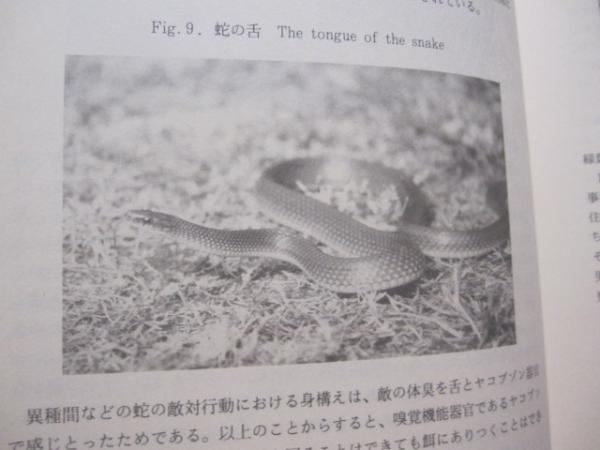 ハブに関する研究 ハブの概要と蛇類の捕獲 沖縄 琉球 自然 生物 著者 外間 善次 古本 中古本 古書籍の通販は 日本の古本屋 日本の古本屋 ハブに関する研究 ハブの概要と蛇類の捕獲 沖縄 琉球 自然 生物 著者 外間 善次 古本 中古本 古書籍の通販は 日本の古本屋 日本の古本屋