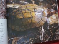 沖縄の陸の動物 　　　    　      【沖縄・琉球・自然・生物】