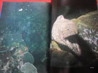 ☆沖縄の海の生物   　　　 白井　 祥平　 著    　　   【沖縄・琉球・自然・海洋生物】