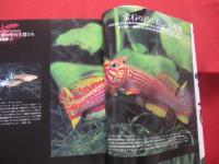 原色  熱帯魚  ハンドブック   　　　　 【趣味・観賞魚・アクアリウム】