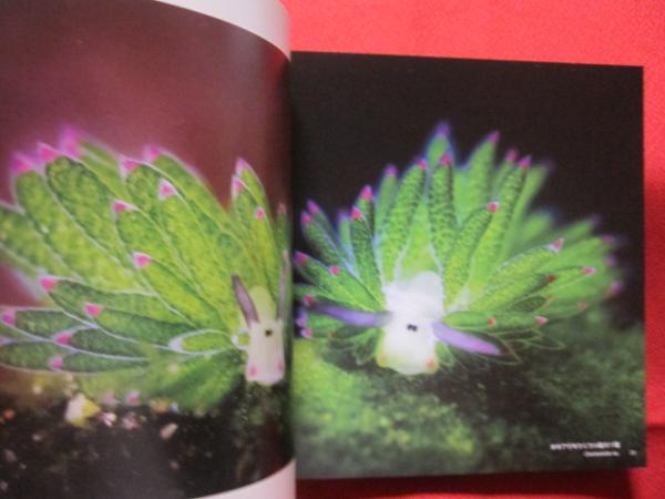 世界の美しいウミウシ ～ Sea slugs ～ 【自然・生物・写真集・癒し 