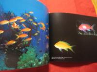 西表島の海　　　　　　Ｔｒｏｐｉｃａｌ　　Ｕｎｄｅｒ　−　Ｗａｔｅｒ　　　　　　【沖縄・琉球・自然・風景・写真集】