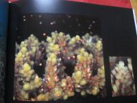 西表島の海　　　　　　Ｔｒｏｐｉｃａｌ　　Ｕｎｄｅｒ　−　Ｗａｔｅｒ　　　　　　【沖縄・琉球・自然・風景・写真集】