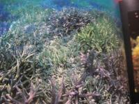 西表島の海　　　　　　Ｔｒｏｐｉｃａｌ　　Ｕｎｄｅｒ　−　Ｗａｔｅｒ　　　　　　【沖縄・琉球・自然・風景・写真集】