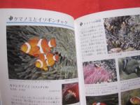 沖縄のサンゴ礁を楽しむ    　　  磯の生き物    　　　 写真点数４０２点　　  　  オールカラーで２６０種紹介！  　　　    【沖縄・琉球・自然・生物・動物・魚】