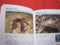 沖縄のサンゴ礁を楽しむ    　　  磯の生き物    　　　 写真点数４０２点　　  　  オールカラーで２６０種紹介！  　　　    【沖縄・琉球・自然・生物・動物・魚】