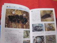沖縄のサンゴ礁を楽しむ    　　  磯の生き物    　　　 写真点数４０２点　　  　  オールカラーで２６０種紹介！  　　　    【沖縄・琉球・自然・生物・動物・魚】