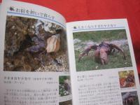 ☆沖縄のサンゴ礁を楽しむ  　　    磯の生き物  　　   写真点数４０２点   　　 オールカラーで２６０種紹介！   　　　　　   【沖縄・琉球・自然・生物・動物・魚】