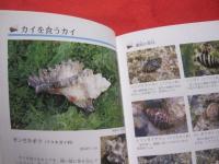 ☆沖縄のサンゴ礁を楽しむ  　　    磯の生き物  　　   写真点数４０２点   　　 オールカラーで２６０種紹介！   　　　　　   【沖縄・琉球・自然・生物・動物・魚】
