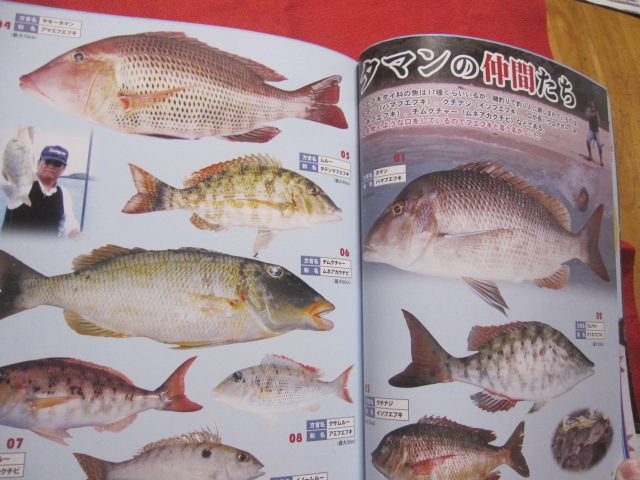 初心者でも狙えば釣れる 沖縄 タマン釣り入門 最新版 特集 狙え ７０ｃｍオーバーのタマン 沖縄 琉球 趣味 アウトドア フィッシング 編集 フィッシング沖縄社編集部 古本 中古本 古書籍の通販は 日本の古本屋 日本の古本屋