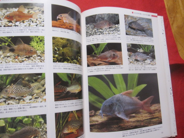 世界のナマズ catfishes of the world アクアライフ編 自然 生物 動物 魚類 図鑑 編集人 月刊アクアライフ 文華堂書店 古本 中古本 古書籍の通販は 日本の古本屋 日本の古本屋 世界のナマズ catfishes of the world アクアライフ編 自然 生物 動物 魚類 図鑑 編集人 月刊アクアライフ 文華堂書店 古本 中古本 古書籍の通販は 日本の古本屋 日本の古本屋