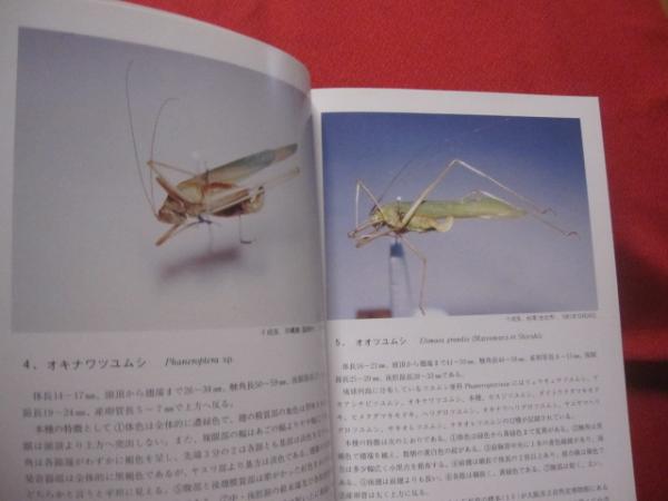 琉球列島の鳴く虫たち 【沖縄・琉球・自然・生物・動物・昆虫