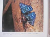 おきなわ蝶物語      　 　  著者の署名入り 　　　　　　　   【沖縄・琉球・自然・生物・昆虫・写真本】